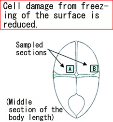 Mitigation of the meat quality damage by freezing 1